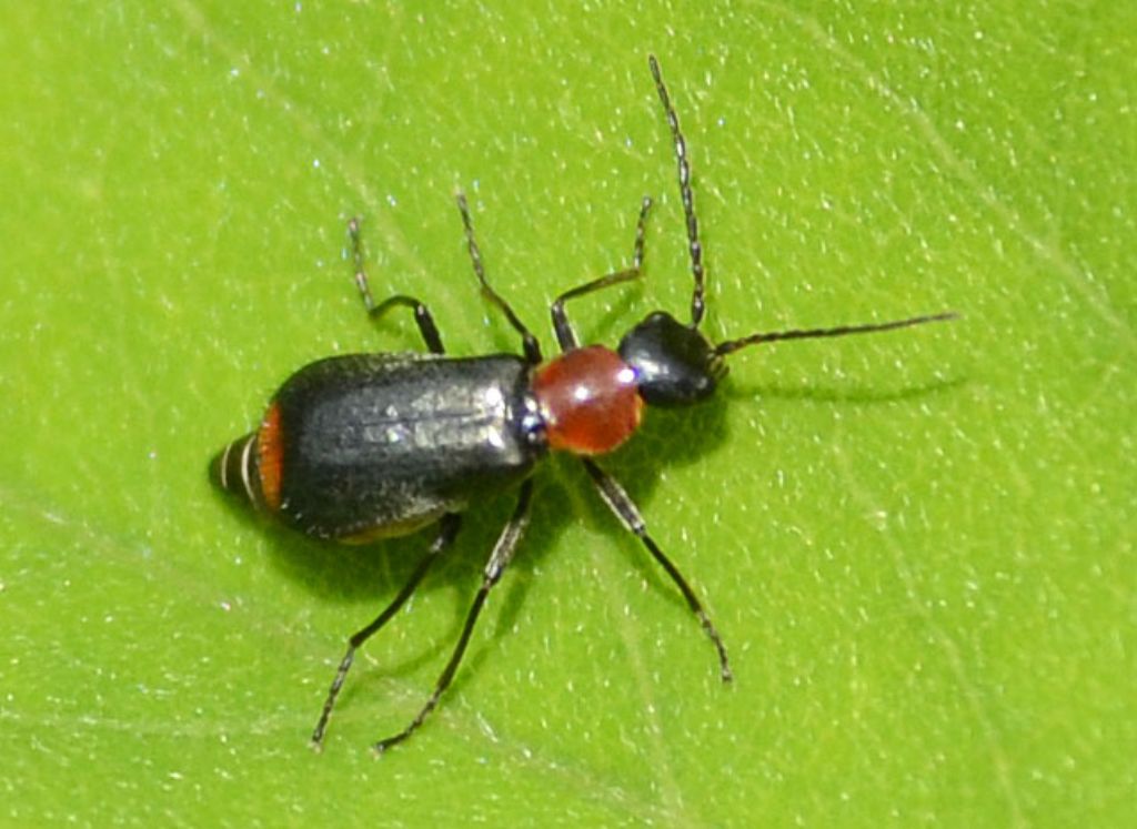 Malachiidae:  cfr. Axinotarsus ruficollis, femmina
